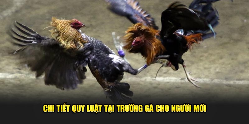 Chi tiết quy luật tại trường gà cho người mới 