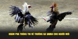 Khám Phá Thông Tin Về Trường Gà Savan Cho người Mới