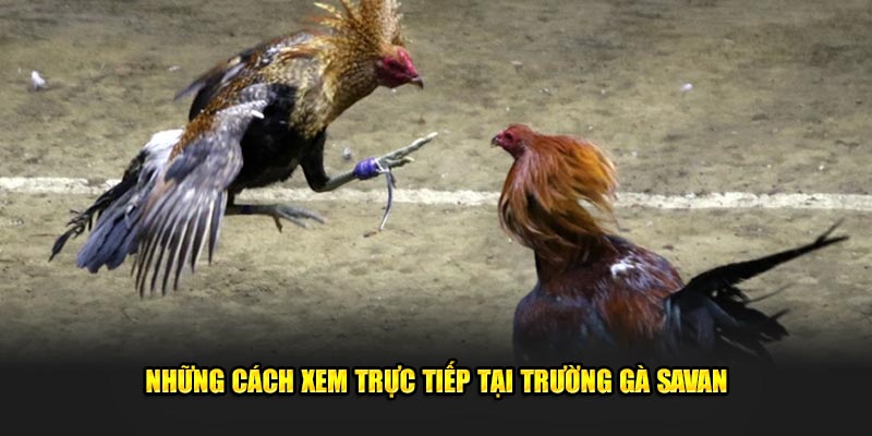 Những cách xem trực tiếp tại trường gà Savan