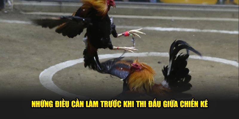 Những điều cần làm trước khi thi đấu giữa chiến kê