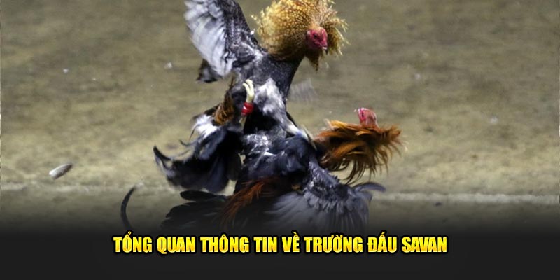 Tổng quan thông tin về trường đấu Savan