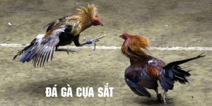 Đá Gà Cựa Sắt - Màn Đấu Sôi Động Thu Hút Mọi Kê Thủ