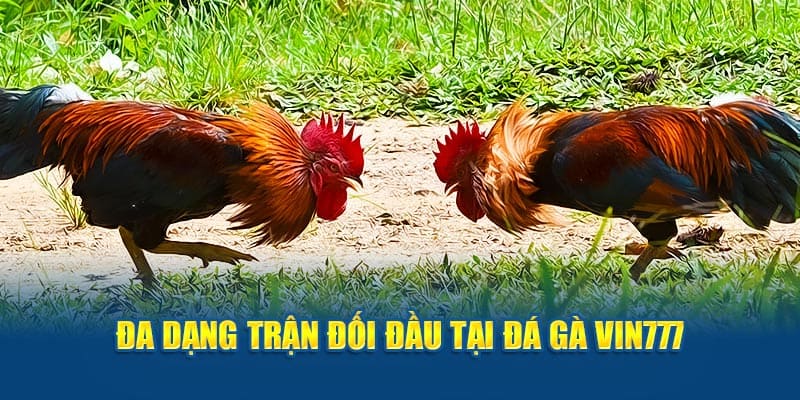 Đá gà i9BET đang gây sốt